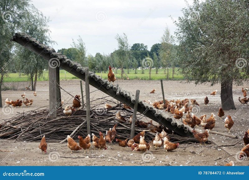 Chicken road nederland - Speel Chicken Road bij de beste casino's in Nederland